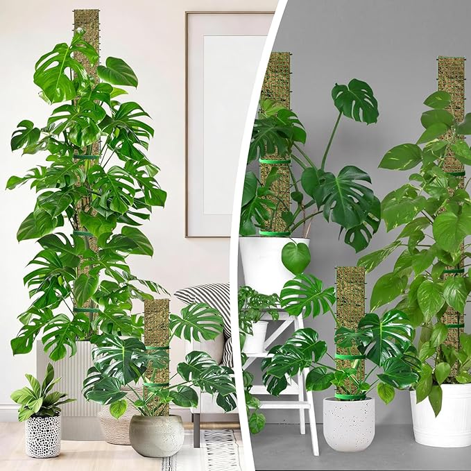 60"/40"/24" Metal Moss Pole, D Shape Sphagnum Moss Pole, Moss Poles for Climbing Plants, Monstera, Indoor Climbing Plants (3 Each of 60" 40" 24") HOLANHING