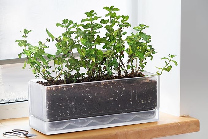 D'vine Dev 12 Inch Window Box Planter, Rectangle Plastic Herb Planter with Drainage Holes and Saucer, Indoor Succulent Cactus Vegetable Pot for Windowsill, Garden Balcony, Clear, Set of 1, 76-X-D-1 DvineDevPlanterPotsandStand