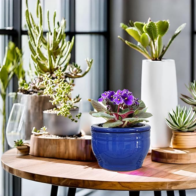 African Violet Pots Self Watering Round Ceramic Violet Pot (Blue, 6 inch) Dphagesy