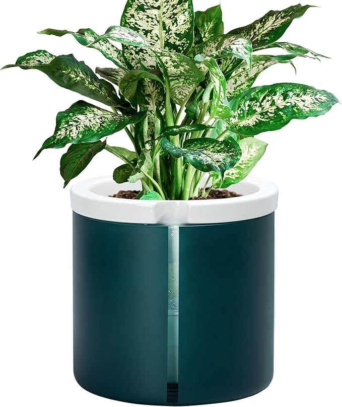 D'vine Dev 8 Inch Design Self Watering Planter for Indoor Plants, White Terracotta Pot with Teal Cylinder Glass Cup, 37-X-C-5 DvineDevPlanterPotsandStand