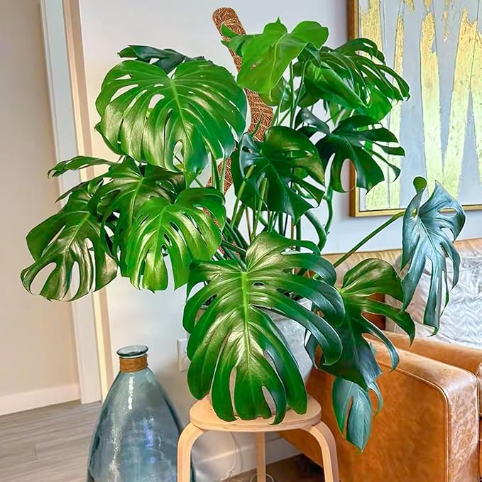 4 Pack 28 Inch Moss Pole Monstera Plant Support, Coir Moss Poles for Climbing Indoor Plants, Bendable Plant Stake Trellis for Potted Plant, Pothos, Philodendron Rootora
