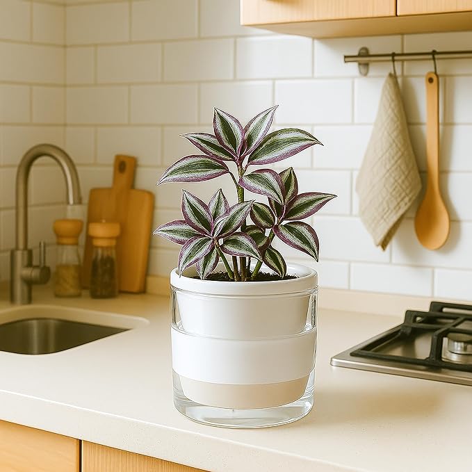 D'vine Dev 6 Inch Design Self Watering Planter for Indoor Plants, White Terracotta Pots with Cylinder Glass Cup, 37-X-B-2 DvineDevPlanterPotsandStand