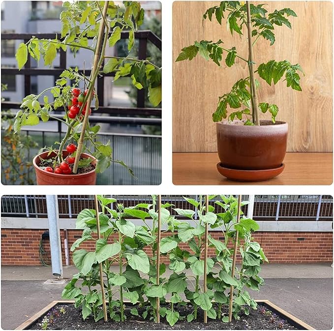 25pcs 1/2" D Thicker Heavy Duty Bamboo Stakes, 4.75FT Plant Stakes, Natural Garden Stakes for Tomato, Bean, Flowers,Trees Potted and Climbing Plant Support Jollybower