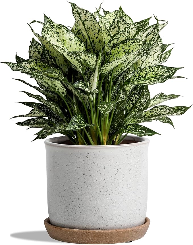 8 Inch Plant Pot: Ceramic Planter with Drainage Hole & Saucer for Indoor Outdoor Plants - Flowerpot with Bonded Tray for Home Office - Retro Style, Grey Chubacoo