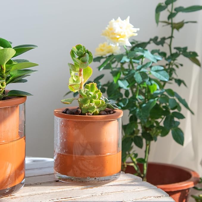 Phoenix Vine 4 Inch Self Watering Plants Pot, Design Terracotta Pot for Plants, Indoor Cylinder Terra Cotta Planter with Glass Vase, Set of 2, 51-A-E-2 Phoenix+Vine