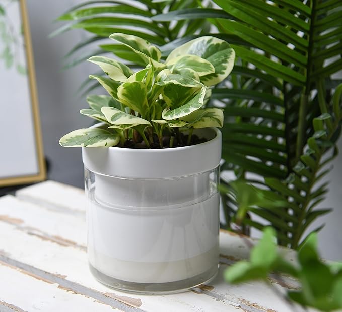 Phoenix Vine 6 Inch Self Watering Planter, White Terracotta Clay Pot with Glass Reservoir for Indoor Plants, Herbs, Flowers, Set of 2, 52-B-F-2 Phoenix+Vine