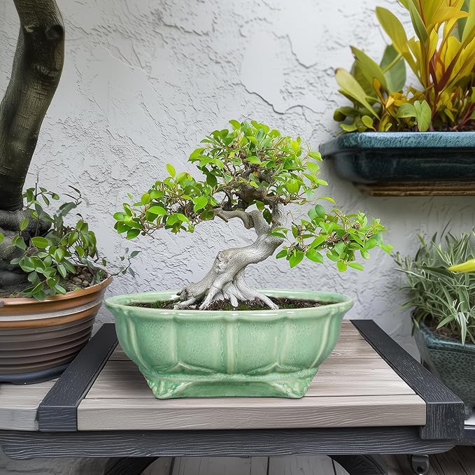 Bonsai Pots 11 Inch - Ceramic Succulent Pots with Drainage Hole, Oval Planter for Indoor Outdoor, Decorative Ceramic Flower Pot, Home Garden Room Decor, Plant Lover Gifts, Green Teagas