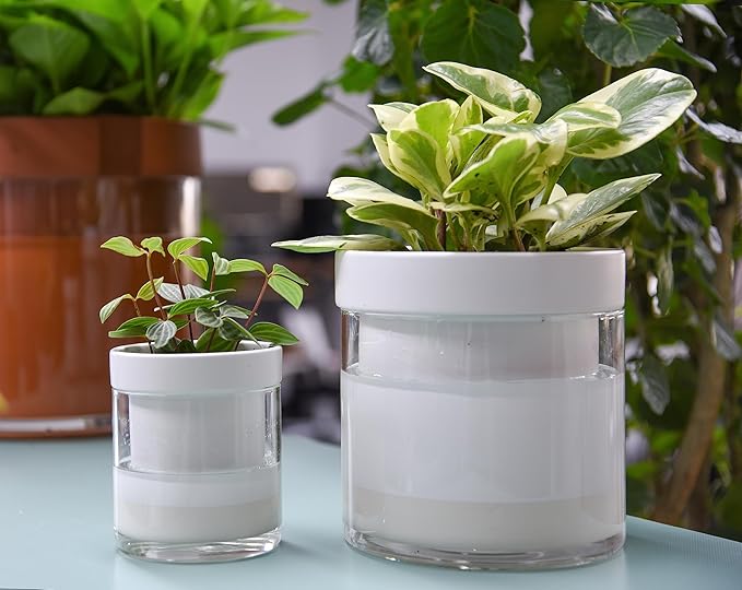 Phoenix Vine 6 Inch 4 Inch Self Watering Planter, White Terracotta Clay Pots with Glass Reservoir for Indoor Plants, Herbs, Flowers, 52-B-G-46 Phoenix+Vine