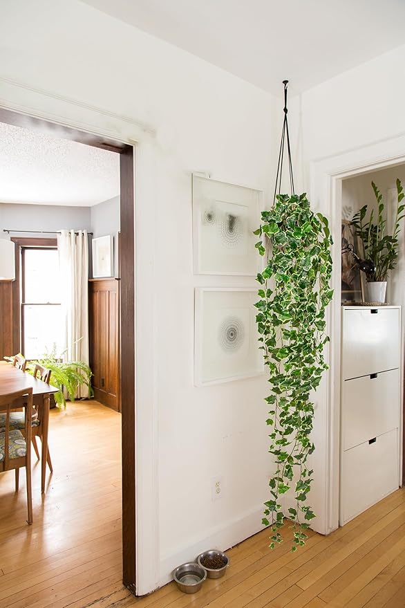 Hollyone Artificial Hanging Plants 6FT Fake Ivy Vine Faux Ivy Leaves Hanging Plant Greenery for Wall House Room Patio Indoor Outdoor Home Shelf Office Wedding Decor Hollyone