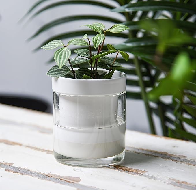 Phoenix Vine 4 Inch Self Watering Planter, White Terracotta Clay Pot with Glass Reservoir for Indoor Plants, Herbs, Flowers, Set of 3, 52-B-E-3 Phoenix+Vine