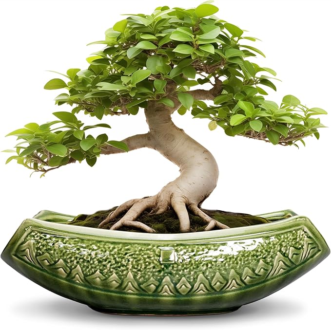 Bonsai Planter 18 Inch - Large Ceramic Succulent Pots with Drainage Hole, Bonsai Pots for Indoor Outdoor Plant, Ceramic Flower Pot, Decorative Plant Pot, Garden Decor, Housewarming Gift, Green Teagas