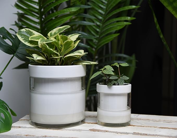Phoenix Vine 6 Inch 4 Inch Self Watering Planter, White Terracotta Clay Pots with Glass Reservoir for Indoor Plants, Herbs, Flowers, 52-B-G-46 Phoenix+Vine