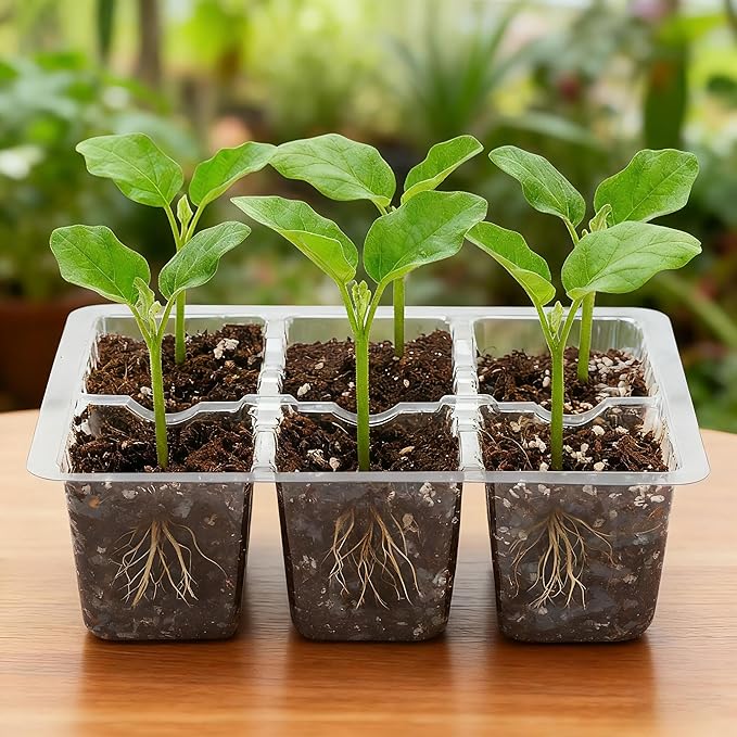 Bonviee 10 Packs Seed Starter Tray with Drainage Holes, Reusable & Durable, Clear for Root Monitoring, Easy to Repotted Without Root Damage, 6 Cells per Tray BonvieeDirect