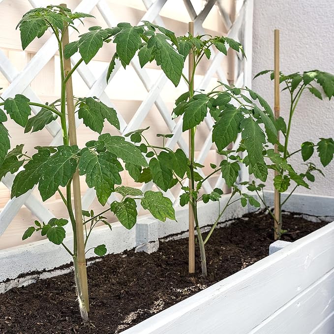 Plant Stakes,12 Inches Natural Garden Bamboo Sticks,BOVITRO 20Pcs Plant Support Stakes for Tomatoes,Beans,Vegetable and Potted Plants BOVITRO