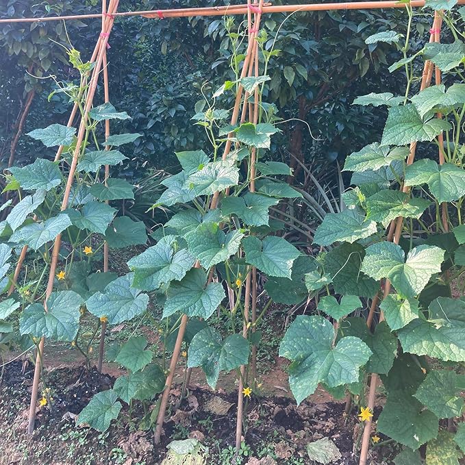Bamboo Stakes,4FT Natural Bamboo Garden Stakes,BOVITRO 25Pcs Plant Stakes,Bamboo Sticks for Tomato,Beans,Vegetable and Climbing Plants BOVITRO