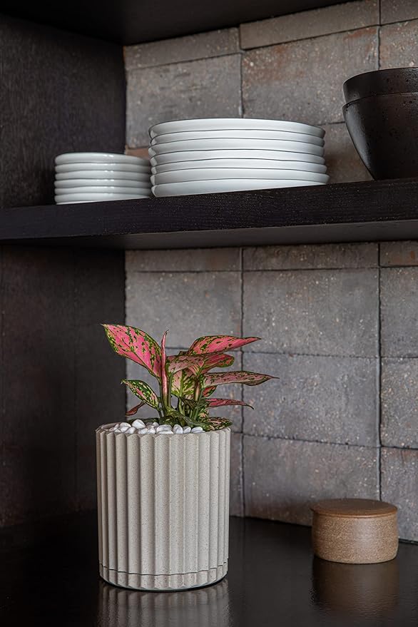 Veradek Demi Series Demi 6" Planter w/Tray - Sand, 2 Pack VeradekOutdoor