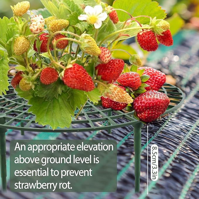 6 Sets Strawberry Plant Support with Mesh Plant Cover,Strawberry Growing Racks Sets with Iron Plant Nails and Storage Bag for Garden Strawberry Vegetables(White Net - Round) Rootora
