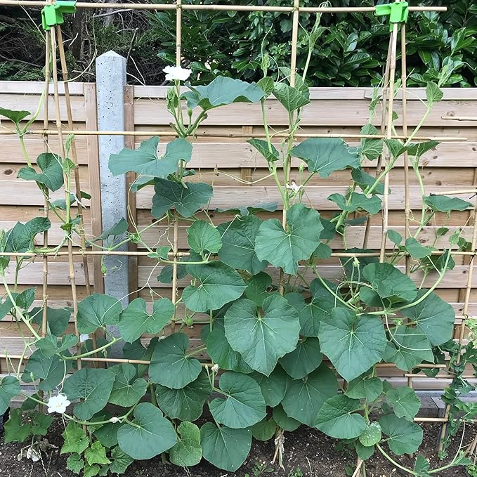 Plant Stakes 3FT, Natural Bamboo Stakes, HAINANSTRY 25Pcs Sturdy Bamboo Garden Stakes, Bamboo Sticks for Plants, Beans, Indoor and Outdoor Climbing Plants, Tomato Vegetable Stakes for Garden HAINANSTRY