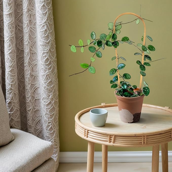 Indoor Plant Trellis for Climbing Plants 16in, 6 Pack Arch Bamboo Trellis for Potted Plants Cambaverd