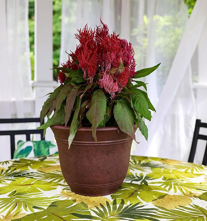 The HC Companies Sierra Round Self-Watering Pot - Lightweight Plastic Planter for Herbs & More - Durable Plant Pots for Indoor Plants & Outdoor Plants (10” Rustic Redstone, Pack of 1) TheHCCompanies