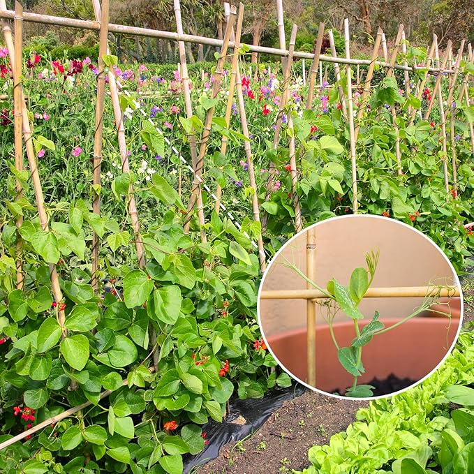 Plant Stakes,4.8FT Longer Sturdy Natural Bamboo Garden Stakes,GAGINANG 20Pcs Bamboo Sticks Trellis Support for Tomato, Vegetables Beans Trees Climbing Plants GAGANANG