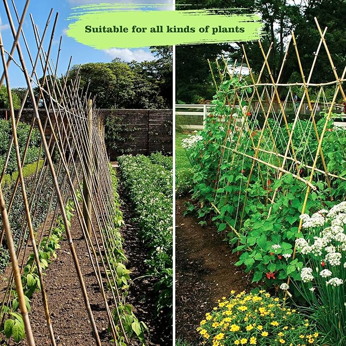 25pcs 1/2" D Thicker Heavy Duty Bamboo Stakes, 4.75FT Plant Stakes, Natural Garden Stakes for Tomato, Bean, Flowers,Trees Potted and Climbing Plant Support Jollybower