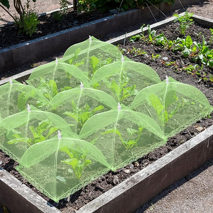 6 Sets Strawberry Plant Support with Mesh Cover - Square Gardening Frame, Animal Barrier, Iron Stakes & Storage Bag for Healthy Strawberries, Tomatoes, Veggies (Green) (6 pcs) NODMIPNS
