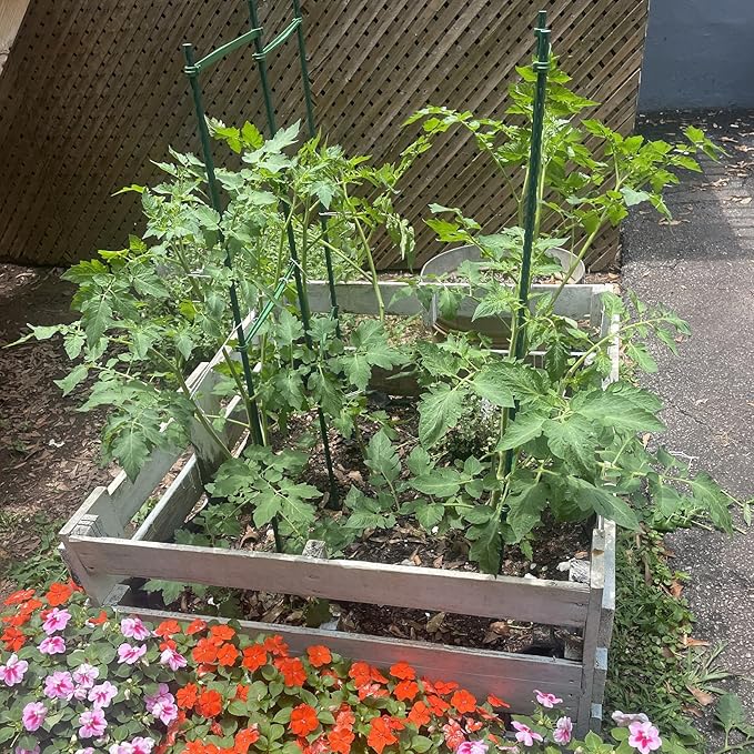 Garden Plant Stakes 57 Inch (Approx 5Ft) Tomato Stakes, 20 Pack Steel Plant Stick Support for Growing Climbing Plants, Garden Fences Poles Rootora