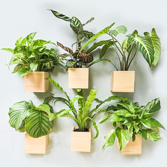 LaLaGreen Wooden Planter Box for Plants (4x4 Inch, 6 Pack) Small Square Wall Planters for Indoor Plant, Natural Wood Hanging Flower Boxes Herb Planter Table Centerpiece Modern Home Garden Office Decor L%C3%A1L%C3%A1Green