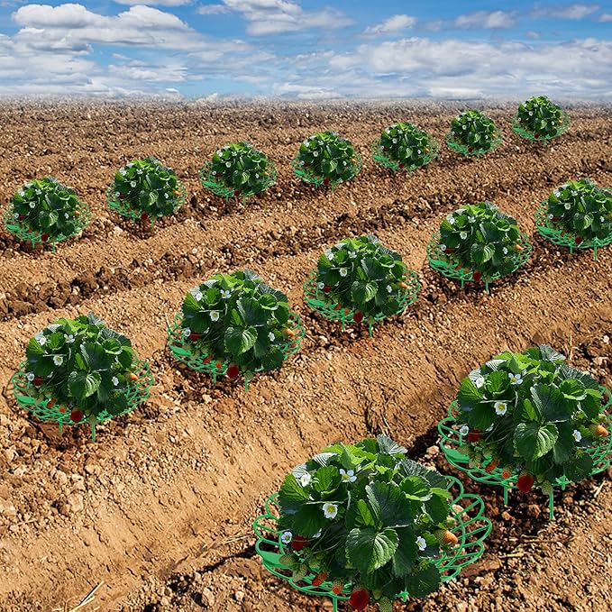 Iceyyyy 15 Pack Strawberry Plant Stand Supports-Strawberry Plant Support Stand Rack with 4 Support Feets-Growing Frame Holder Cage to Keep Berries Clean and Prevent Rot(15 Pack) Iceyyyy