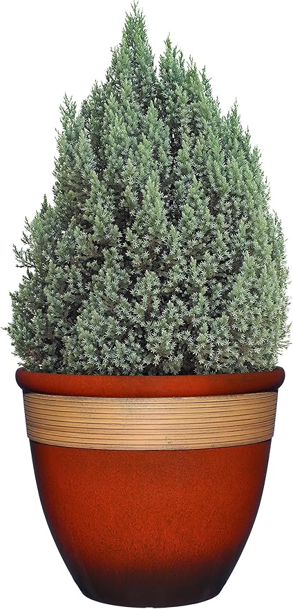 Classic Home and Garden Premiere Collection Planter, Abigail 15", Lava Red ClassicHomeandGarden