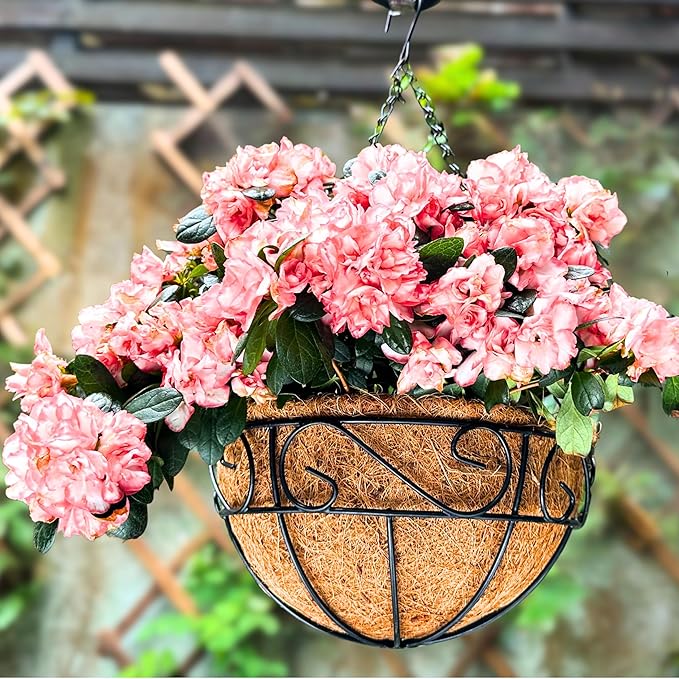 LaLaGreen Hanging Planter for Outdoor Plants (14 Inch, 6 Pack) Hanging Baskets with Coco Liner, Black Metal Wire Flower Basket Pots with Hook Hanger Balcony Porch Farmhouse Country Style Garden Decor L%C3%A1L%C3%A1Green